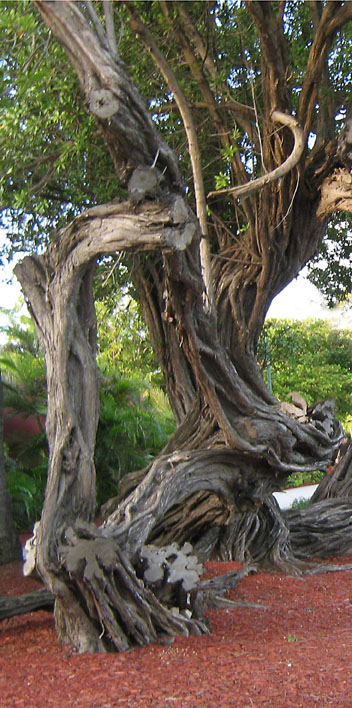 Gnarled Tree in Arbua ~ photo by Patrice