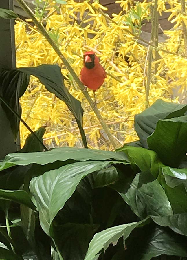 Cardinal Wondering ~ Photo by Patrice