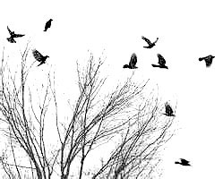 Flying Crows ~ image courtesy of Stock Photos