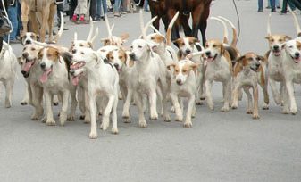 Fox Hounds on Parade - Photo by Patrice
