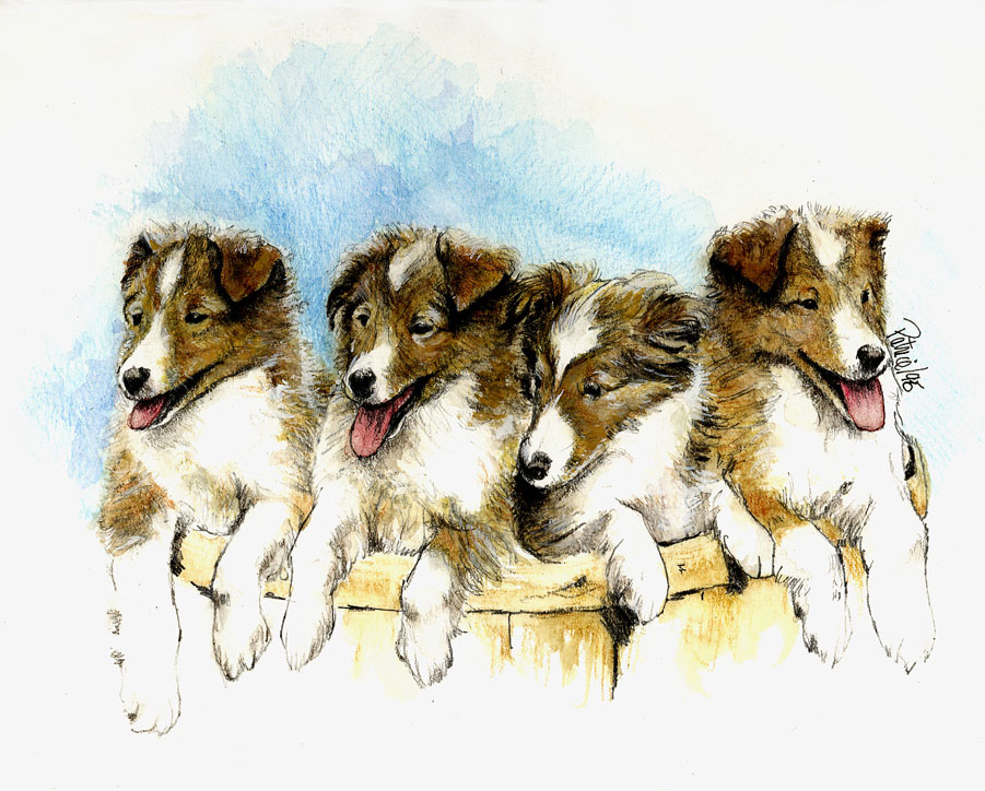 Heather's Shelties ~ Watercolour by Patrice
