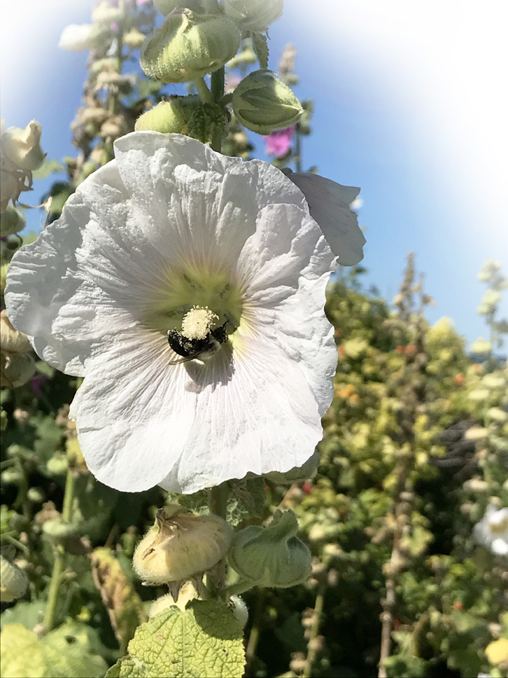 Hollyhock & Bee ~ Photo by Patrice