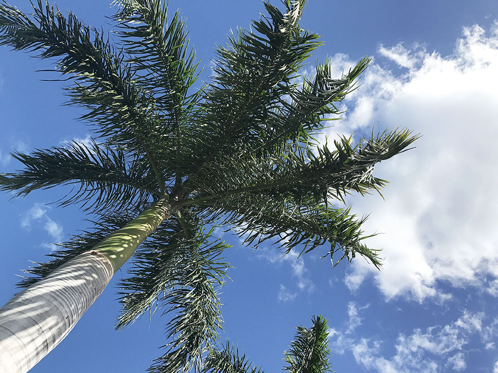 Palm Tree in Blue Sky ~ Photo by Patrice