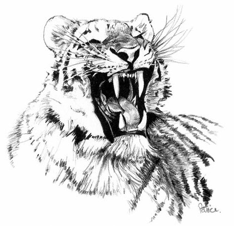 Tiger ~ illustration by Patrice
